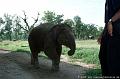 Babyelefant im Terai